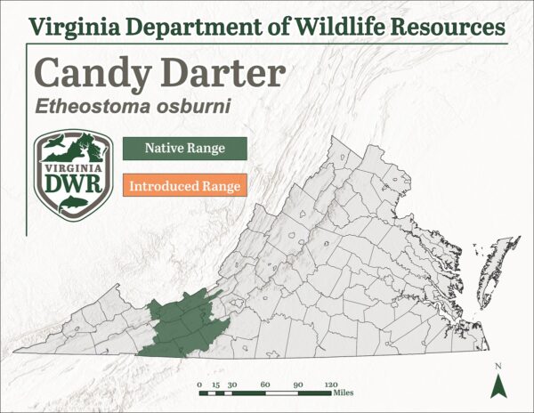 糖果飛鏢的物種分佈圖