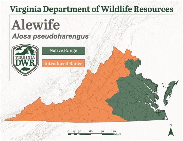 儘管海岸平原以外的群體被引入了,但是在弗吉尼亞州各地發現的原生物種