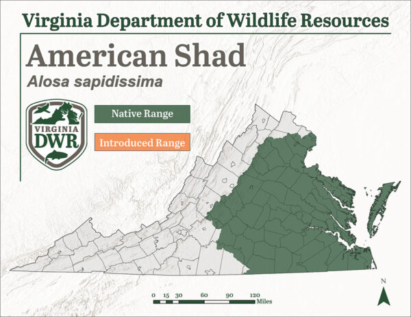 美國沙德分佈在弗吉尼亞州