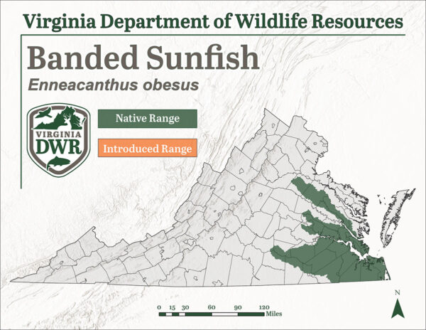 帶狀太陽魚在弗吉尼亞州東部發現