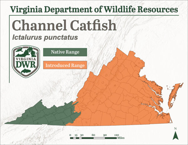 儘管它僅在州最西部地區的原生地區,但它在弗吉尼亞州各地發現。