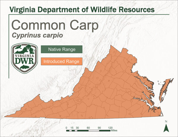 州地圖顯示了普通鯉魚的棲息地。請注意它被引入到的整個狀態，它不是原生的。