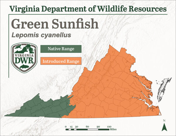 綠色太陽魚在弗吉尼亞州各地發現；但它是引入的，並且不是沿岸平原和皮埃蒙特地區的原生地