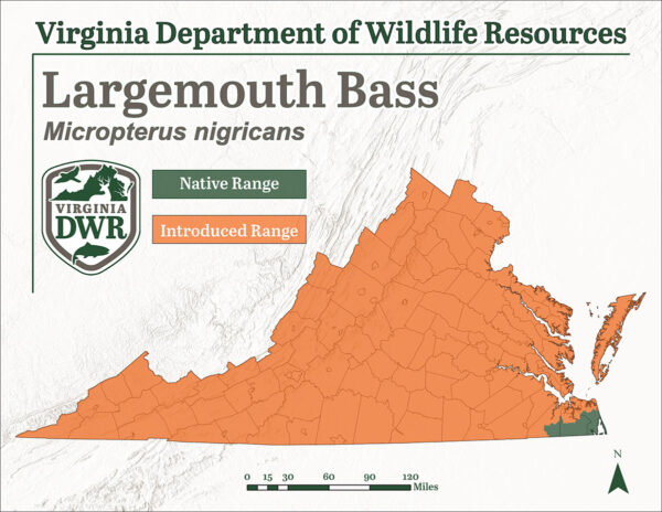 大南貝斯最初只在弗吉尼亞州的一個地區發現，但以後幾年來一直被引入到任何地方