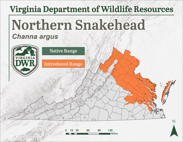 北蛇頭是一種在弗吉尼亞州東北地區發現的引入物種