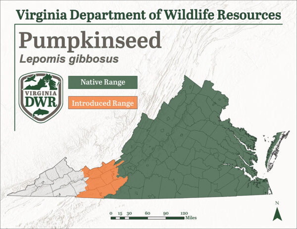 南瓜種子在弗吉尼亞州大部分地區發現，除了最西部部分，所有超過阿帕拉奇山脈的西部人口都被引入