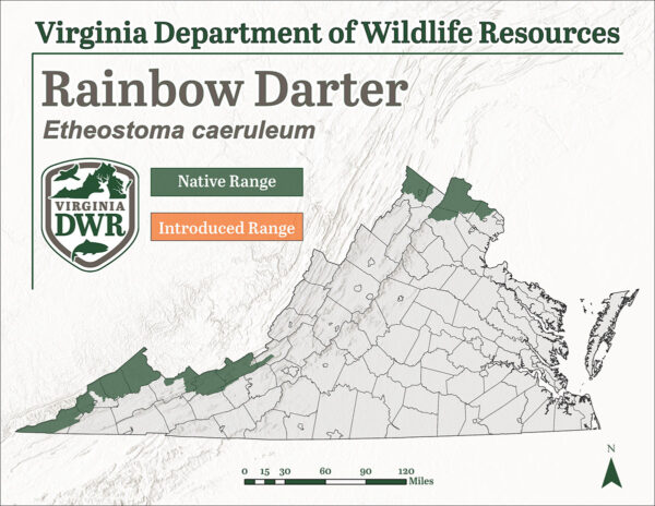 一張特種分佈地圖，顯示彩虹飛魚只居住在弗吉尼亞州邊境的 5 小區域，沿著西南地區和幾個北部縣的州邊界處。