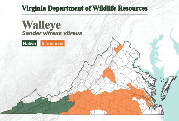 一張地圖顯示山眼在整個州的習慣位置。原產於西弗吉尼亞州，並引入到大部分南部地區。