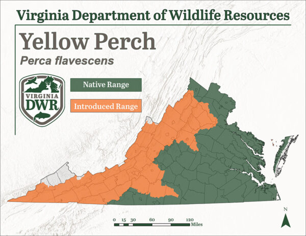 黃的範圍地圖顯示它在整個州都可以找到