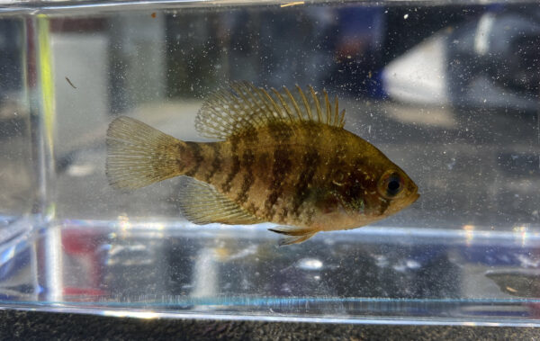 觀察池裡的帶狀太陽魚。© 麥迪·科加攝-DWR