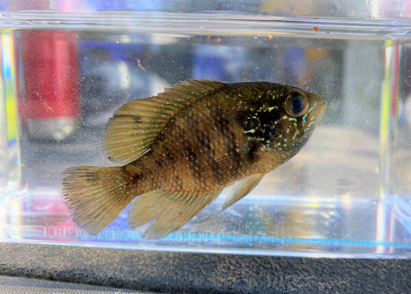 帶狀太陽魚的圖像