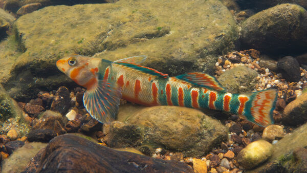 在溪底休息的 Candy Darter。