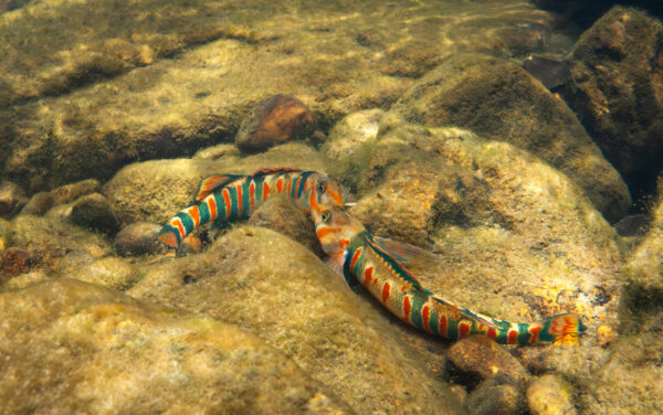 兩隻 Candy Darters 互動。