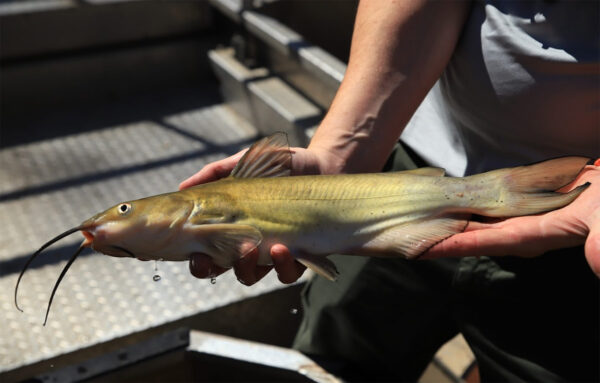 通道鯰魚的影像