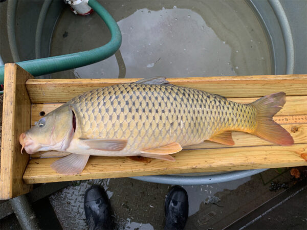 木製測量盒中的普通米色鯉魚。