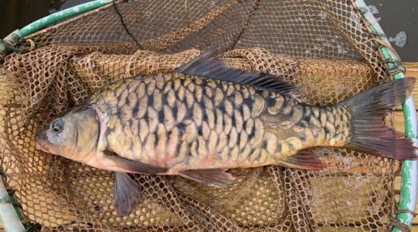 Carp laying on its side on a net.不尋常的刻度圖案，其中最接近身體的刻度處有黑色，外部則是米色。