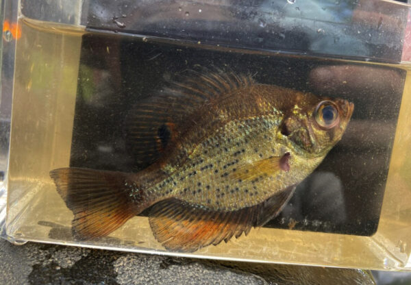 用於識別用於存儲罐內的飛行器圖像