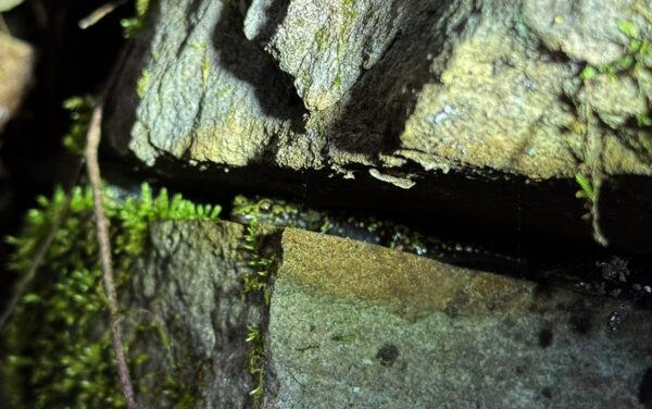 一隻綠色山鼠在岩石裂縫中的苔中。圖片 © 亞倫·馬祖埃洛斯