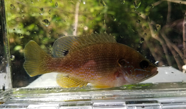 綠色太陽魚的圖像，身體黃橙色和淡綠色的翅膀清晰可見