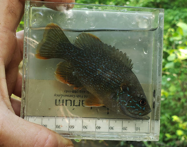綠色太陽魚的圖像