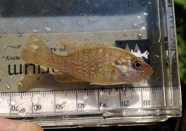 青少年的綠色太陽魚。由於綠色太陽魚的口更大，可以容納更多獵物品，並且比其他幾種太陽魚生長速度更快，因此它們通常生長更快，並且比其他太陽魚競爭。© 圖片由杜田分公司攝