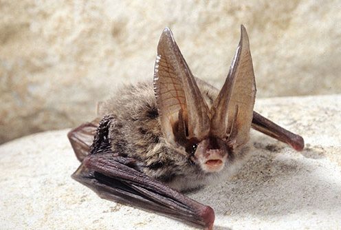 Rafinesque's Big-Eared Bat 依附在岩石上。Photo by©John MacGregor - Kentucky DFWR Photo