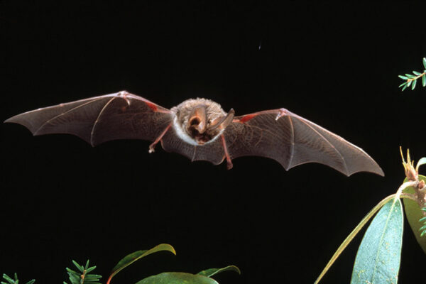 Rafinesque's Big-Eared Bat 正在捕食獵物。Photo by©John MacGregor - Kentucky DFWR Photo