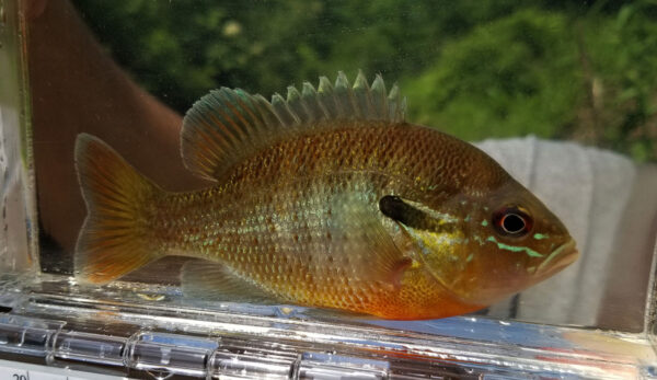 紅胸太陽魚的圖像