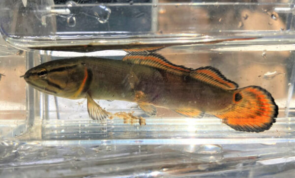 一個年輕的魯迪·鮑芬。© 麥迪遜·科加-DWR