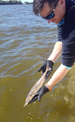 男人持著一隻大西洋大西洋雄鹿長約一英尺，正在水面上方。