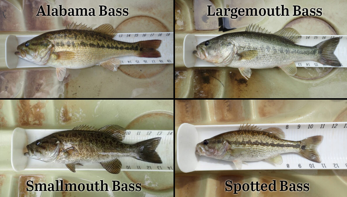 顯示不同弗吉尼亞貝斯物種的比較的圖像