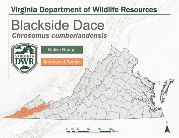 維吉尼亞州地圖顯示了黑邊鯪的棲息地。沒有原生棲息地,被引入到州的遠西南端。