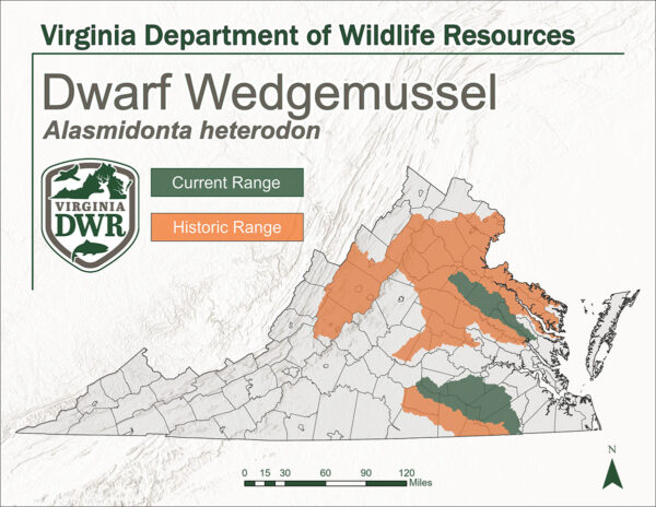維吉尼亞州地圖顯示了矮楔貽貝的棲息地。歷史山脈位於北部及中西部山區。目前範圍已縮小，僅位於中環最南部，略北向灣區。
