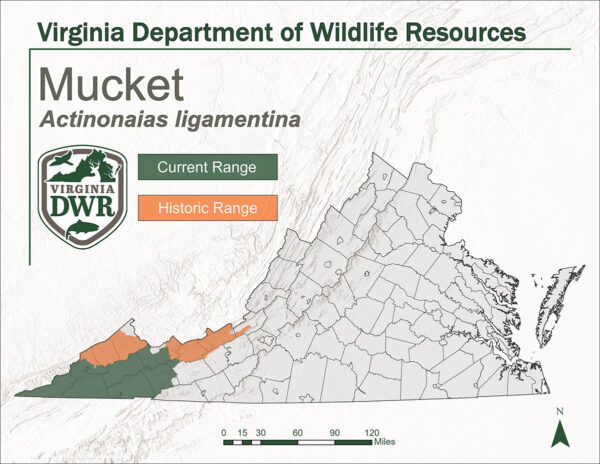 馬基特在弗吉尼亞州的分布