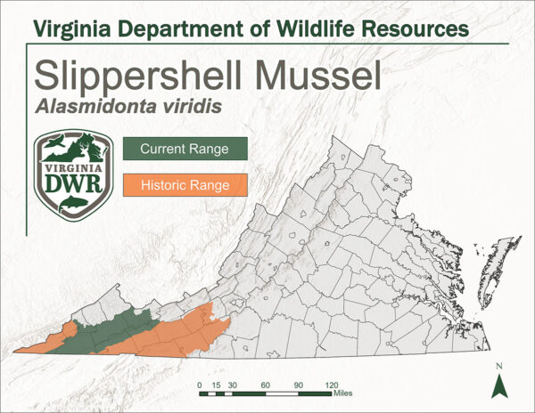 維吉尼亞州的地圖顯示了滑殼貽貝的當前和歷史分佈範圍。這兩個範圍都位於州的遠西點。
