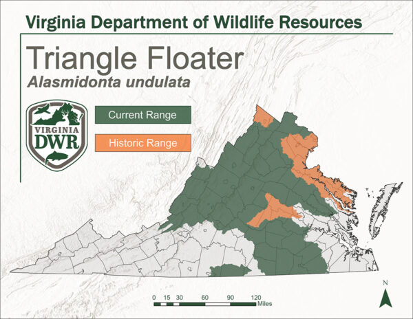 弗吉尼亞州的地圖顯示了三角浮標的當前和歷史範圍。它顯示了歷史的山脈是弗吉尼亞州中部和北部，當前的山脈全是中部維里尼亞州，覆蓋了北部到中部山脈的大部分。