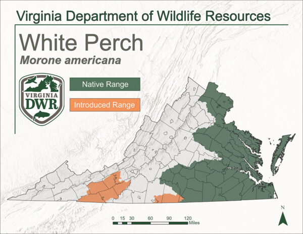 弗吉尼亞州地圖顯示白山脈是哪些區域。它原生於中部和東部部分或州，並被引入到州中南西部部分的部分。