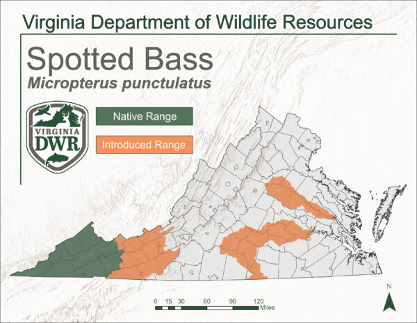 這張地圖顯示了Virginia州斑點鱸魚的棲息地範圍。
