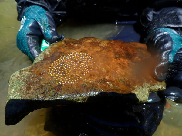 一位 DWR 水生生物學家展示了暗尾蛇鵜鶘的築巢岩石。