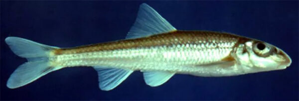 纖細小狗的圖像