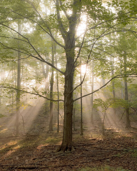 具有許多光線存在的樹木的美學吸引人的圖像