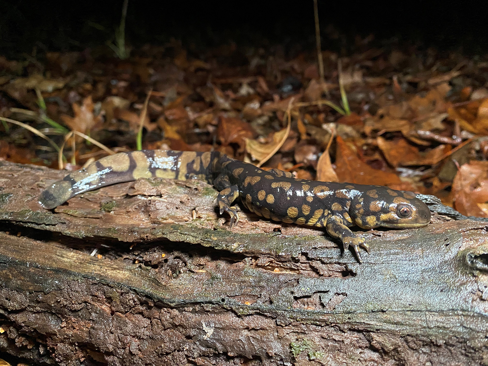 A photo of a salamander on a log taken at night with a flash.
