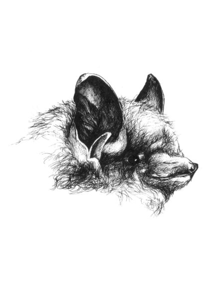 東方皮斯特雷爾（三色蝙蝠）的圖像