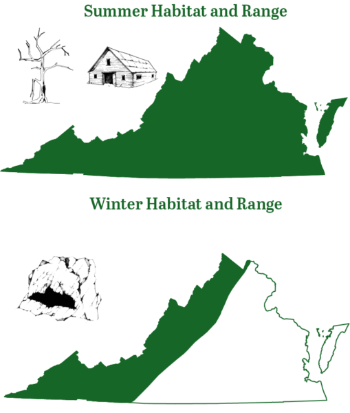 三色蝙蝠系列適合冬季和夏季