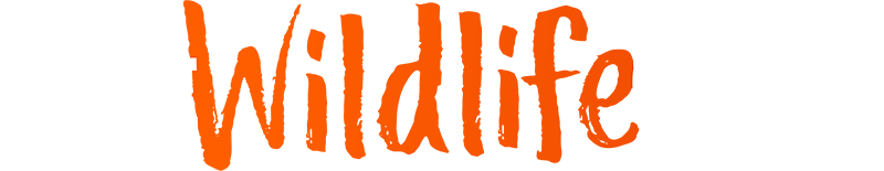 真正的野生動物犯罪