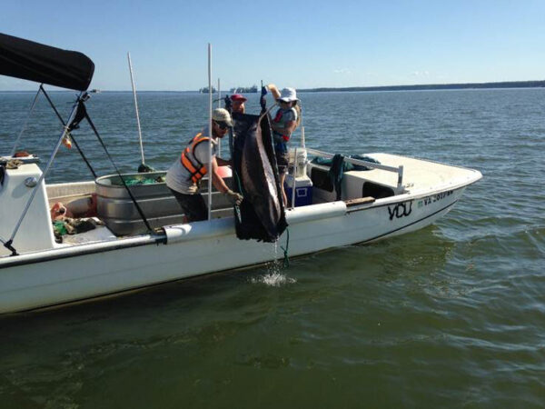 白船上的研究人員釋放了一隻大西洋