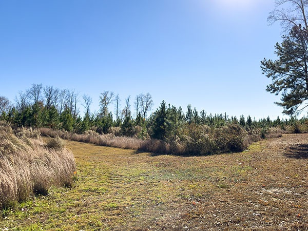 沿著保養良好的小徑，可以在叢林中找到多種麻雀種。照片來源：麗莎·米斯