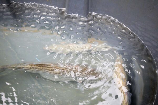 孵化池中的帶魚。