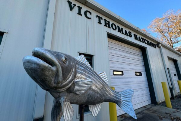 Vic Thomas 孵化器前的設施和金屬魚雕塑。