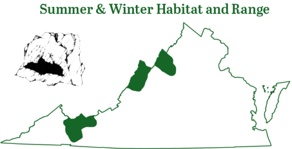 點擊展開弗吉尼亞大耳蝙蝠範圍圖片